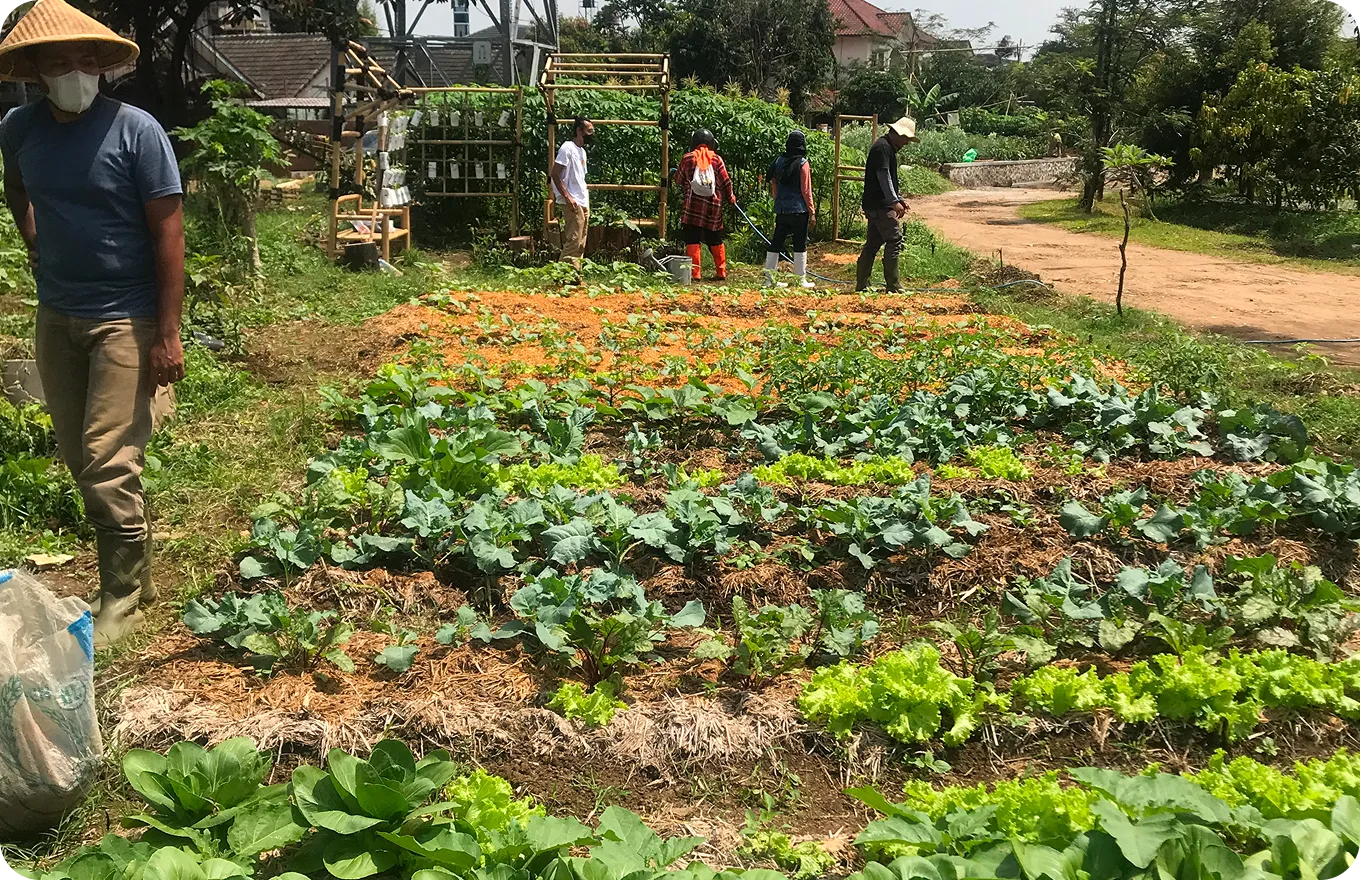 beautiful-strawberry-garden-sunrise-doi-ang-khang-chiang-mai-thailand 1 (2)